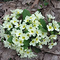 Common primrose (Primula vulgaris), pale yellow flowers in the woods in April - Eplény, Ungarn