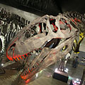 The enormous skull of the Giganotosaurus carolinii meat-eating theropod dinosaur - Budapest, Ungari